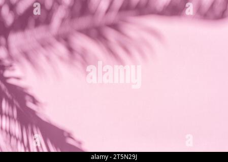 Blurred shadow of tropical palm leaves on pink wall background. Summer concept. Stock Photo