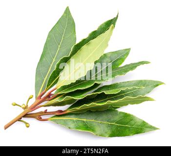 Bunch of green fresh bay leaves isolated on white background. Bay leaves herbs background. Stock Photo
