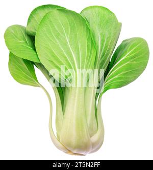 Bok choy or chinese cabbage isolated on white background. File contains clipping path. Stock Photo