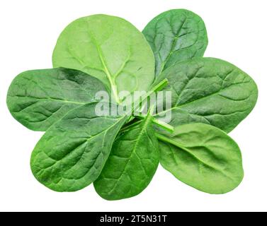 Spinach leaves isolated on white background. Stock Photo