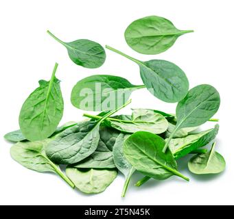 Falling spinach leaves isolated on white background. Stock Photo