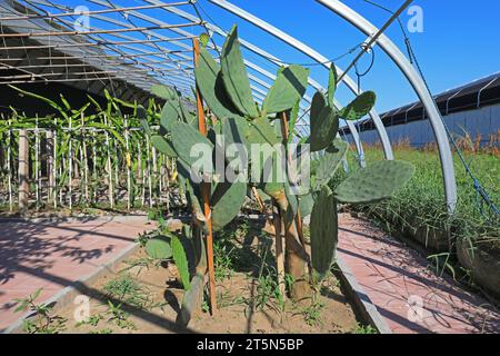 Edible cactus in greenhouse, China Stock Photo