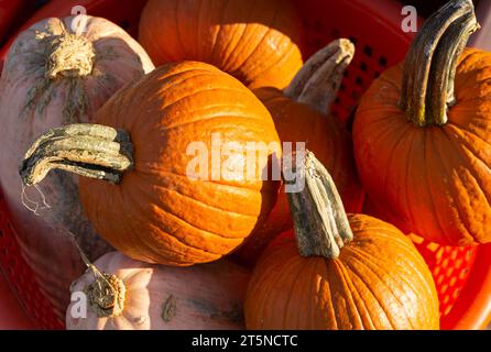 Early morning light shines on a basket of freshly harvested pumpkins Stock Photo