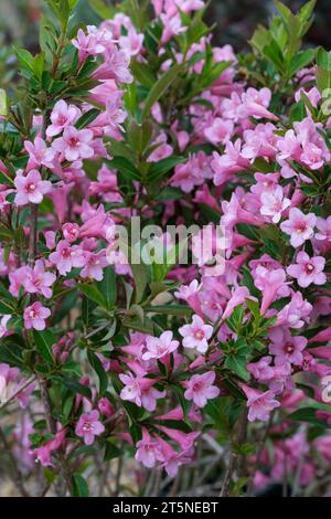 Weigela Plangen, Weigela Pink Poppet, Weigela florida Pink Poppet, soft-pink, trumpet-shaped flowers in late spring Stock Photo