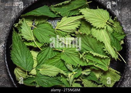 Dried nettle leaves in a black plate on a gray background. Preparing plants for use in food or making healthy herbal tea. Close up Stock Photo