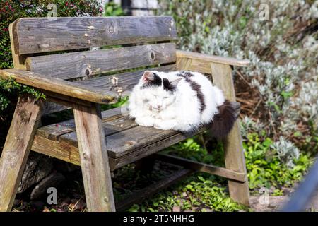 cute cat, cat, kitten, black and white cat, sleepy cat, sleeping cat, feline, cat on bench, sleeping, catnap, Clovelly, Devon, UK, England, Stock Photo