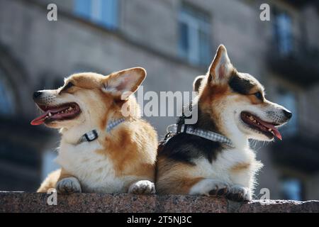 Two purebred Pembroke Welsh Corgi dogs resting in the sun outdoors Stock Photo