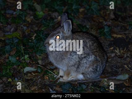 A cottontail rabbit's eyes glowing in the dark Stock Photo