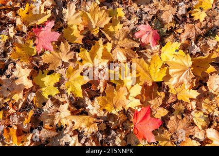 Autumn yellow maple leaves background. Colorful background image of fallen autumn leaves. Stock Photo