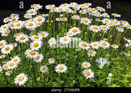 White chamomiles on green grass background. Wild daisy flowers growing on meadow.. Stock Photo