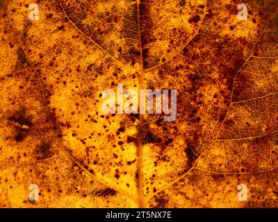 Autumn bright yellow spotted translucent poplar leaf texture with veins closeup. Fall background. Stock Photo