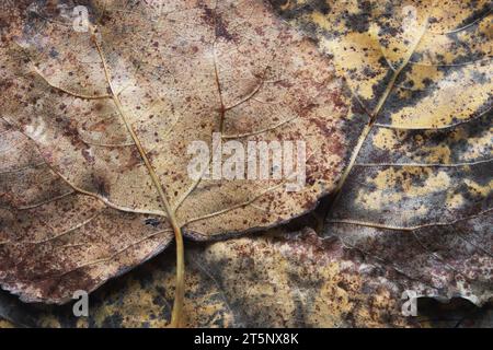Autumn dry brown spotted poplar leaves texture with veins and holes closeup. Fall background. Stock Photo