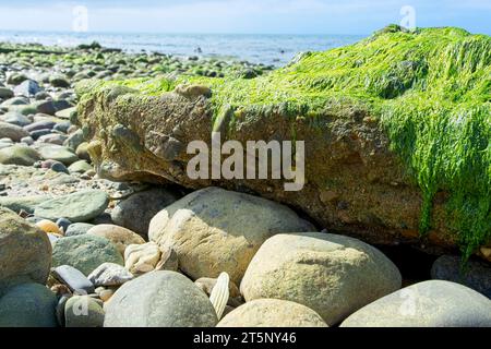 Green algae coat surf worn stones on Cape Cod Bay beach under bright sunlight Stock Photo