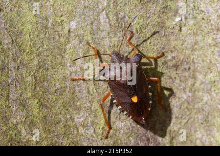 Rotbeinige Baumwanze, Pentatoma rufipes, forest bug, red-legged shieldbug, La punaise à pattes rousses, la punaise des bois, Baumwanzen, Pentatomidae Stock Photo