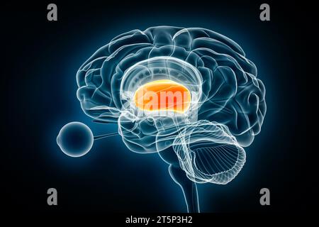 Forebrain or prosencephalon x-ray view 3D rendering illustration. Human brain and nervous system anatomy, medical, healthcare, biology, science, neuro Stock Photo