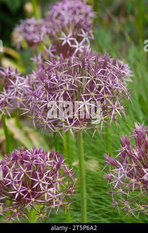 Allium cristophii, star of Persia, large globes of small star-shaped, pinkish-purple flowers, blooms in late spring/early summer Stock Photo