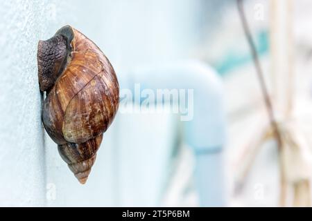 A large snail climbs the facade of the house Stock Photo