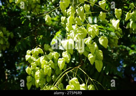 Goldenrain tree or Pride of India(Koelreuteria paniculata) Stock Photo