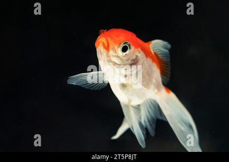 Baby betta hi-res stock photography and images - Alamy