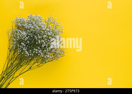 Overhead view baby s breath flowers yellow background Stock Photo