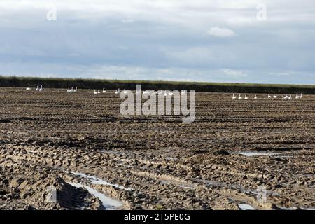 A flock of Whooper Swans resting in a field near Hesketh Bank near Southport Lancashire England Stock Photo