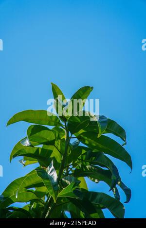 Mango tree branch with green leaves on blue sky background Stock Photo