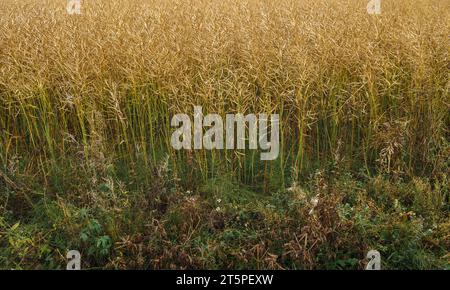 Rapeseed field in Finland, close up. Stock Photo