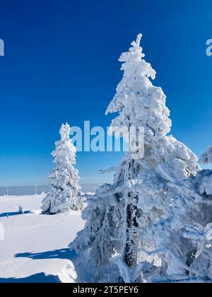 Tree covered in windy snow on a mountain top in Jeseníky. Summit of Praděd in the background. Frosted tree texture and patterns. Stock Photo