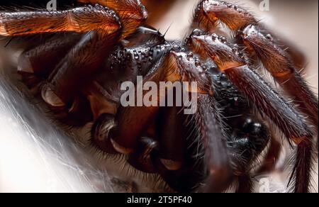 Lace weaver hairy spider close up Stock Photo