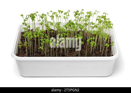 White box with fresh green Garden cress sprouts homegrown close up isolated on white background Stock Photo