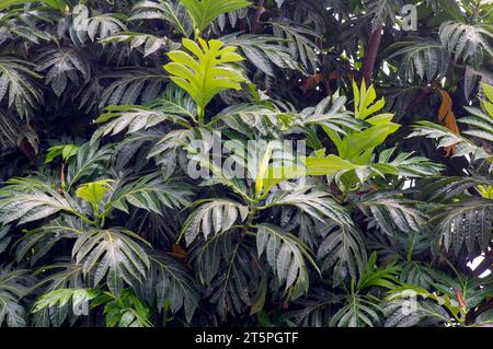 Breadfruits (Artocarpus altilis) green leaves for natural background. Stock Photo
