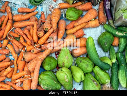 Jiló (Scarlet eggplant) is a fruit known for its bitter taste, widely  consumed in Brazil in the form of a salad or fried with salt Stock Photo -  Alamy