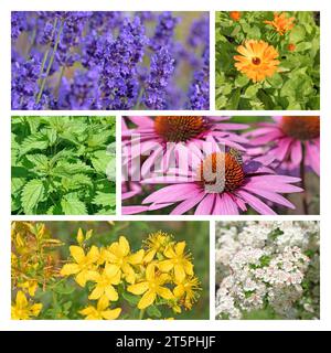 Various medicinal plants in a collage Stock Photo