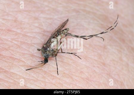 Killed mosquito on human skin. Stock Photo