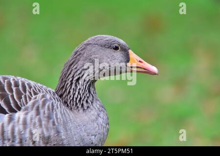 Greylag goose or graylag goose - Anser anser close up Stock Photo
