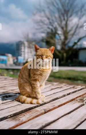 red cat sits on a park bench Stock Photo - Alamy