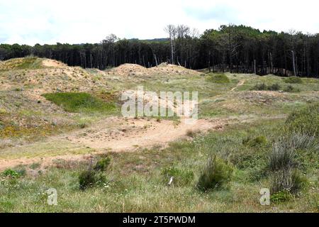 Dunas de Liencres Natural Park with plantation of pines to fix the dunes. Pielagos, Cantabria, Spain. Stock Photo