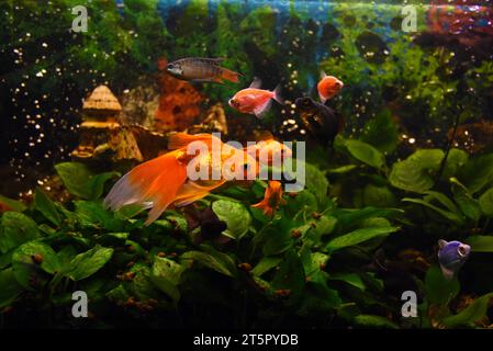 black moor goldfish, goldfish, gourami  in freshwater aquarium with water plants Stock Photo