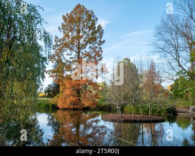 Metasequoia Glyptostroboides tree in stunning autumn colour, photographed by the lake at RHS Wisley garden, near Woking in Surrey UK. Stock Photo