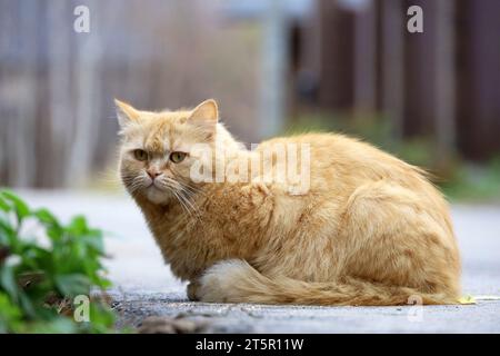 Portrait of red cat sitting on a street Stock Photo