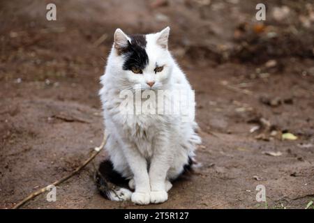 Portrait of white cat with black spot on face sitting on a street Stock Photo