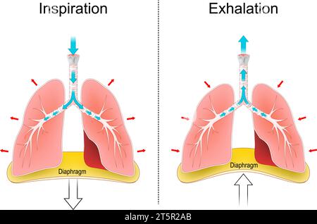 Breathing. Respiration, movements of the chest, lungs, and diaphragm. Gas exchange. Inhalation or inspiration, and Exhalation. Human Respiratory syste Stock Vector