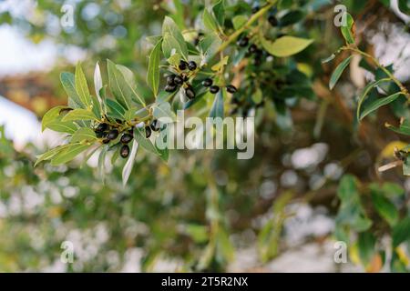 Olives ripen on tree branches among green foliage Stock Photo