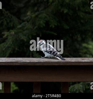 Hairy woodpecker perched on a wooden deck railing with blurred trees in the background Stock Photo