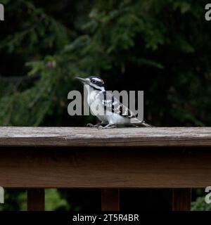 Hairy woodpecker perched on a wooden deck railing with blurred trees in the background Stock Photo