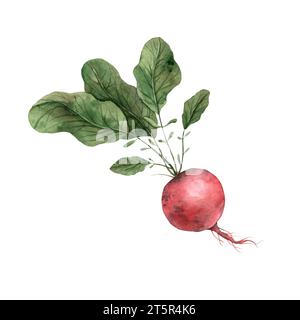 Watercolor radish with greens. Hand drawn botanical illustrations on isolated background. It can be used in print design, for cards, wallpaper Stock Photo