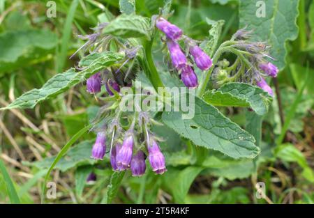 In the meadow, among wild herbs the comfrey (Symphytum officinale) is blooming Stock Photo