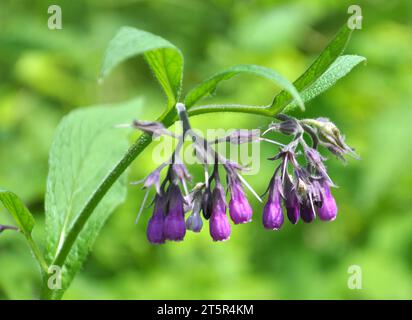 In the meadow, among wild herbs the comfrey (Symphytum officinale) is blooming Stock Photo