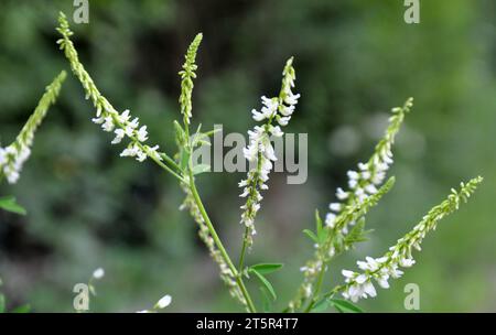 In the wild nature, a honey-bearing plant, the white melilot (Melilotus albus), blooms Stock Photo