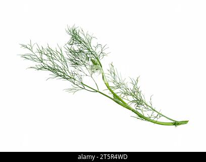 Dill bunch isolated on white background.  Dill herb leaves. Flowering plant dill. Stock Photo